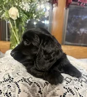 Buttercup, a female Miniature Dachshund for sale in Morton, IL – Photo 6 of 7