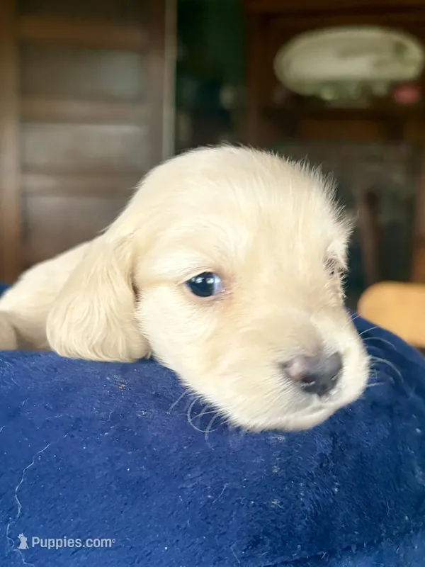 Winchester – Miniature Dachshund puppy for sale in Morton, IL