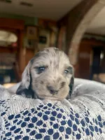 Franklin, a male Miniature Dachshund for sale in Morton, IL – 4 of 6