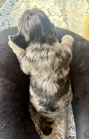 Luanne, a female Miniature Dachshund for sale in Morton, IL – Photo 4 of 4