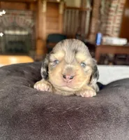 Luanne, a female Miniature Dachshund for sale in Morton, IL – Photo 1 of 4