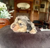 Luanne, a female Miniature Dachshund for sale in Morton, IL – Photo 3 of 4