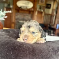 Luanne, a female Miniature Dachshund for sale in Morton, IL – Photo 2 of 4