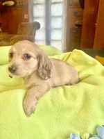 Humphrey, a male Miniature Dachshund for sale in Morton, IL – 3 of 3