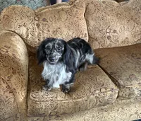 Wolfegang , a male Dachshund for sale in Morton, IL – 5 of 9