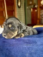 Fernanda, a female Miniature Dachshund for sale in Morton, IL – 2 of 7