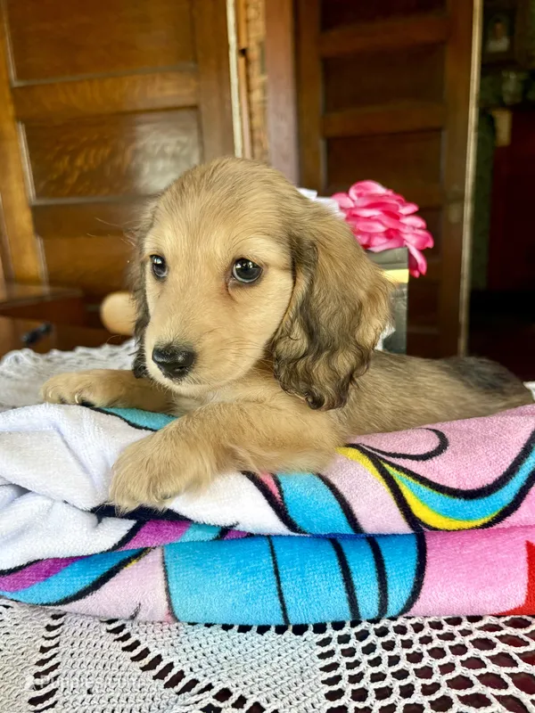 Tony – Miniature Dachshund puppy for sale in Morton, IL