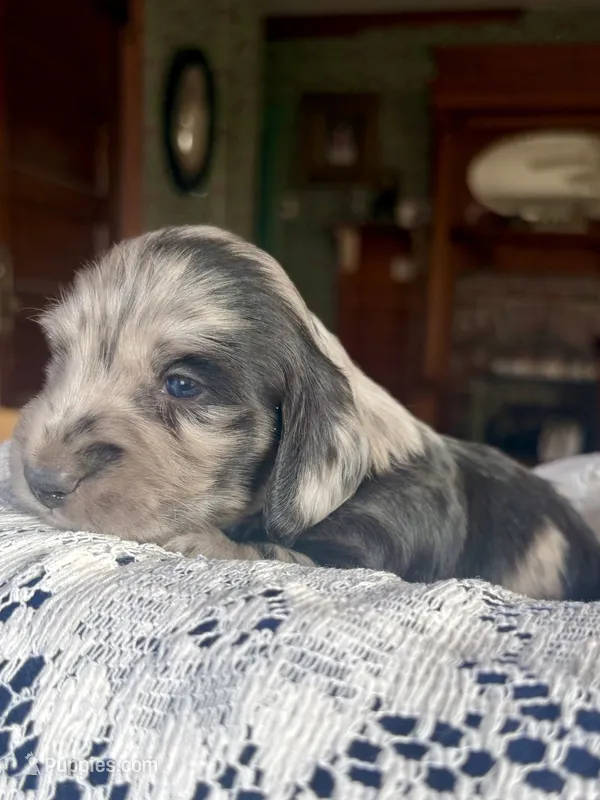 Franklin, a male Miniature Dachshund for sale in Morton, IL – 1 of 6