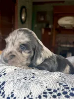 Franklin, a male Miniature Dachshund for sale in Morton, IL – 1 of 6