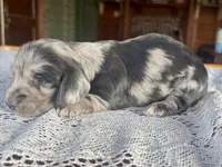 Franklin, a male Miniature Dachshund for sale in Morton, IL – 3 of 6