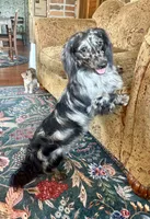 Wolfegang, a male Miniature Dachshund for sale in Morton, IL – 6 of 8
