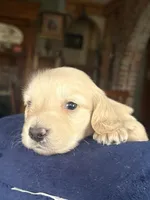 Waylon, a male Miniature Dachshund for sale in Morton, IL – 4 of 4