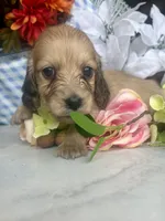 Tony, a male Miniature Dachshund for sale in Morton, IL – 3 of 3