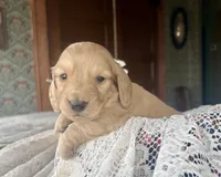 Beto , a male Miniature Dachshund for sale in Morton, IL – Photo 2 of 9