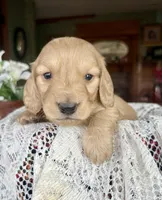 Beto , a male Miniature Dachshund for sale in Morton, IL – Photo 7 of 9