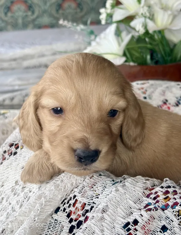 Beto , a male Miniature Dachshund for sale in Morton, IL – Photo 1 of 9