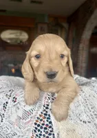 Beto , a male Miniature Dachshund for sale in Morton, IL – Photo 8 of 9