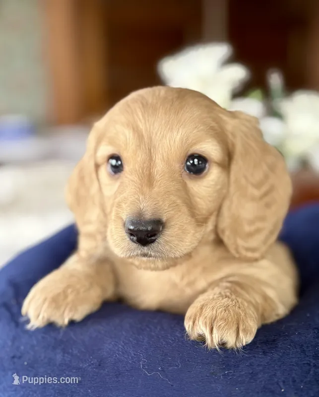 Beto  – Miniature Dachshund puppy for sale in Morton, IL