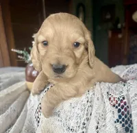 Beto , a male Miniature Dachshund for sale in Morton, IL – Photo 9 of 9