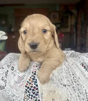 Beto , a male Miniature Dachshund for sale in Morton, IL – Photo 6 of 9