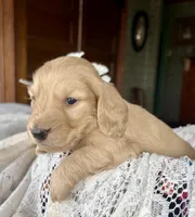 Beto , a male Miniature Dachshund for sale in Morton, IL – Photo 4 of 9