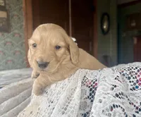 Beto , a male Miniature Dachshund for sale in Morton, IL – Photo 5 of 9