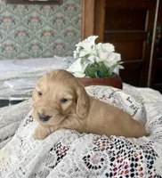 Beto , a male Miniature Dachshund for sale in Morton, IL – Photo 3 of 9