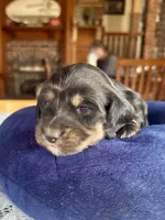 Fernanda, a female Miniature Dachshund for sale in Morton, IL – 5 of 7