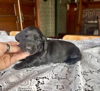 Fresca, a female Miniature Dachshund for sale in Morton, IL – 4 of 6