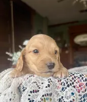 Justin , a male Miniature Dachshund for sale in Morton, IL – Photo 5 of 6