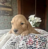 Justin , a male Miniature Dachshund for sale in Morton, IL – Photo 3 of 6