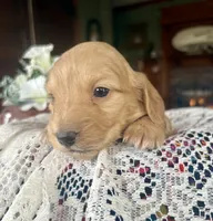 Justin , a male Miniature Dachshund for sale in Morton, IL – Photo 6 of 6