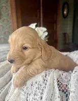 Justin , a male Miniature Dachshund for sale in Morton, IL – Photo 4 of 6