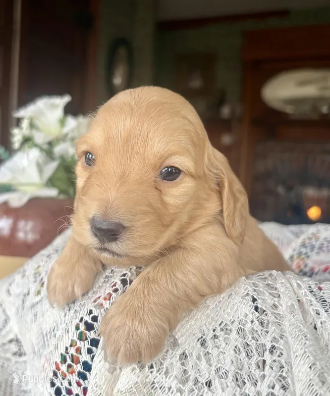 Justin , a male Miniature Dachshund for sale in Morton, IL – Photo 1 of 6