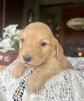 Justin , a male Miniature Dachshund for sale in Morton, IL – Photo 1 of 6