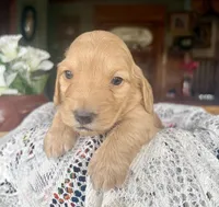 Justin , a male Miniature Dachshund for sale in Morton, IL – Photo 2 of 6