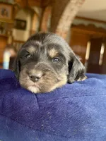 Fernanda, a female Miniature Dachshund for sale in Morton, IL – 6 of 7