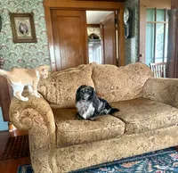 Wolfegang , a male Dachshund for sale in Morton, IL – 3 of 9