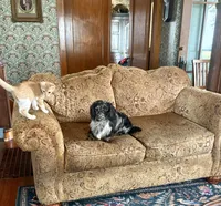 Wolfegang , a male Dachshund for sale in Morton, IL – 9 of 9