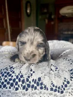 Franklin, a male Miniature Dachshund for sale in Morton, IL – 2 of 6
