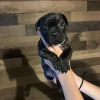 Boomer, a male French Bulldog for sale in Crockett, VA – Photo 1 of 2