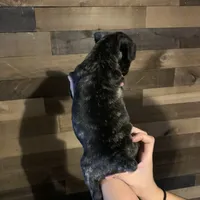 Boomer, a male French Bulldog for sale in Crockett, VA – Photo 2 of 2