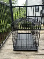 Foxy , a female Golden Retriever and Poodle - Standard  for sale in Tallahassee, FL – 10 of 10