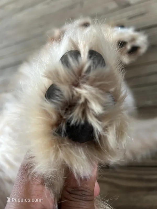 Foxy  – Golden Retriever, Poodle - Standard  puppy for sale in Tallahassee, FL