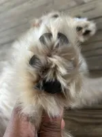 Foxy , a female Golden Retriever and Poodle - Standard  for sale in Tallahassee, FL – 1 of 10