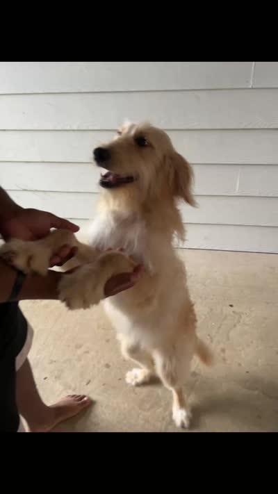 Foxy , a female Golden Retriever and Poodle - Standard  for sale in Tallahassee, FL – 3 of 10