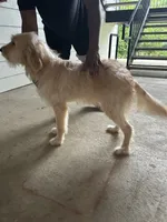 Foxy , a female Golden Retriever and Poodle - Standard  for sale in Tallahassee, FL – 7 of 10