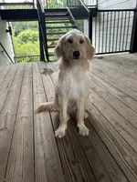 Foxy , a female Golden Retriever and Poodle - Standard  for sale in Tallahassee, FL – 9 of 10