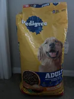 Foxy , a female Golden Retriever and Poodle - Standard  for sale in Tallahassee, FL – 6 of 10