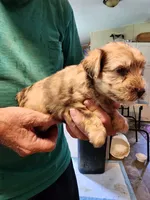 Duke, a male Miniature Schnauzer for sale in Alexander City, AL – 1 of 2